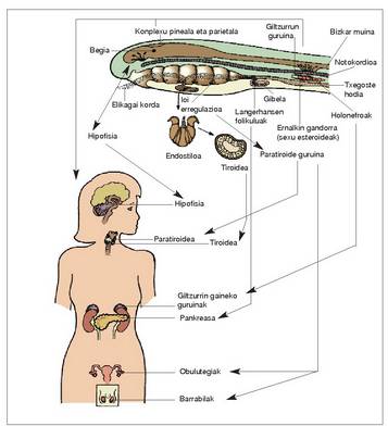 1. Irudia: Ornodun primitibo baten sistema endokrinoa nolakoa izan zitekeen eta eboluzioa.<br><br>357